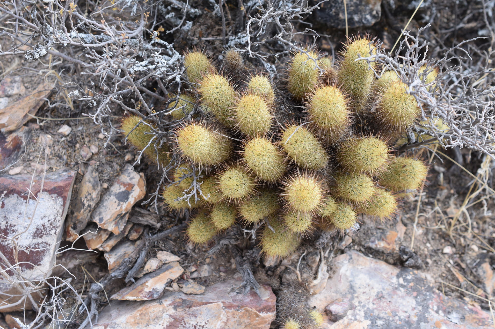 Mammillaria elongatha
